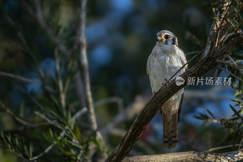 美国红隼，(Falco sparverius)， Cernícalo，美国红隼。